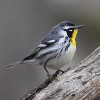 Yellow-throated Warbler